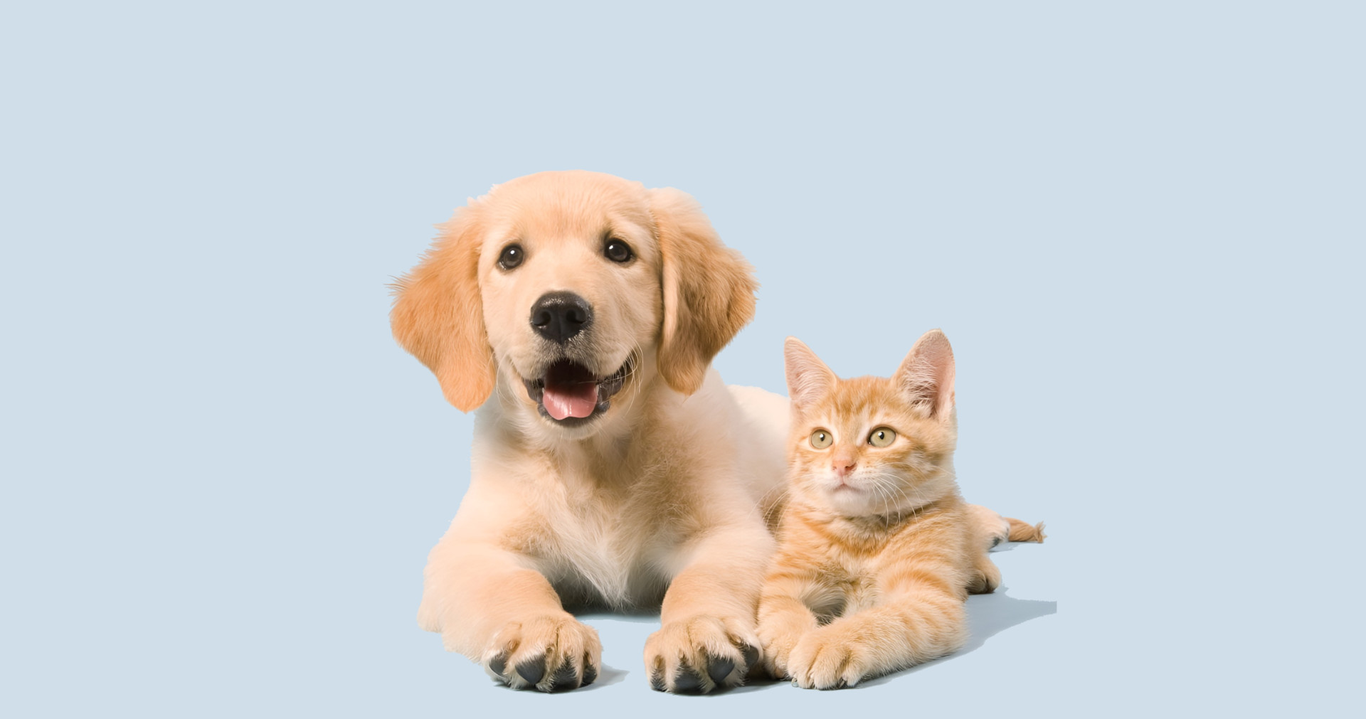 catdog