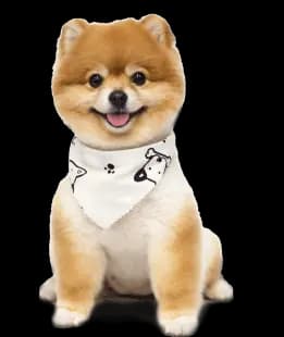 Pet